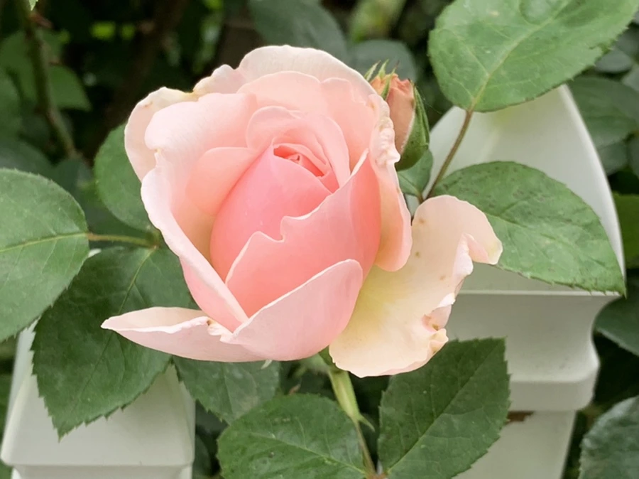 IMG_6026.jpg?type=w966