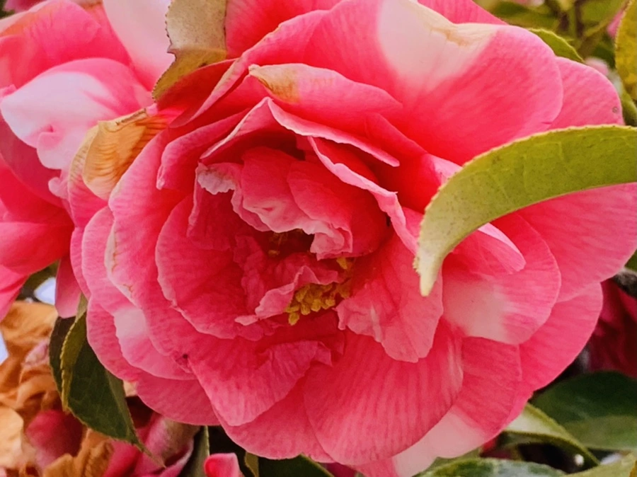 IMG_7790.jpg?type=w966