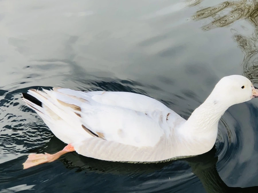 IMG_3521.jpg?type=w966