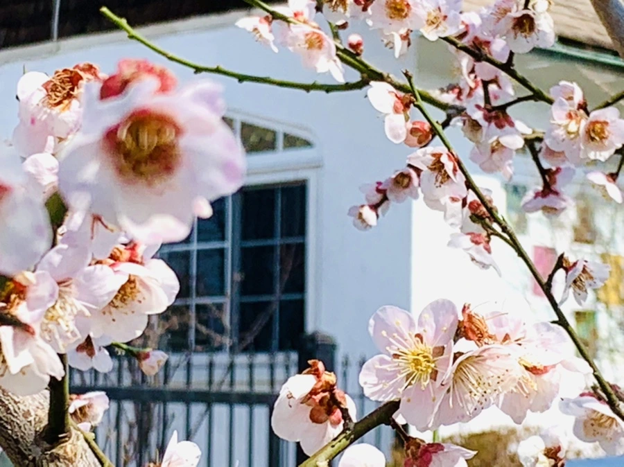 IMG_4201.jpg?type=w966