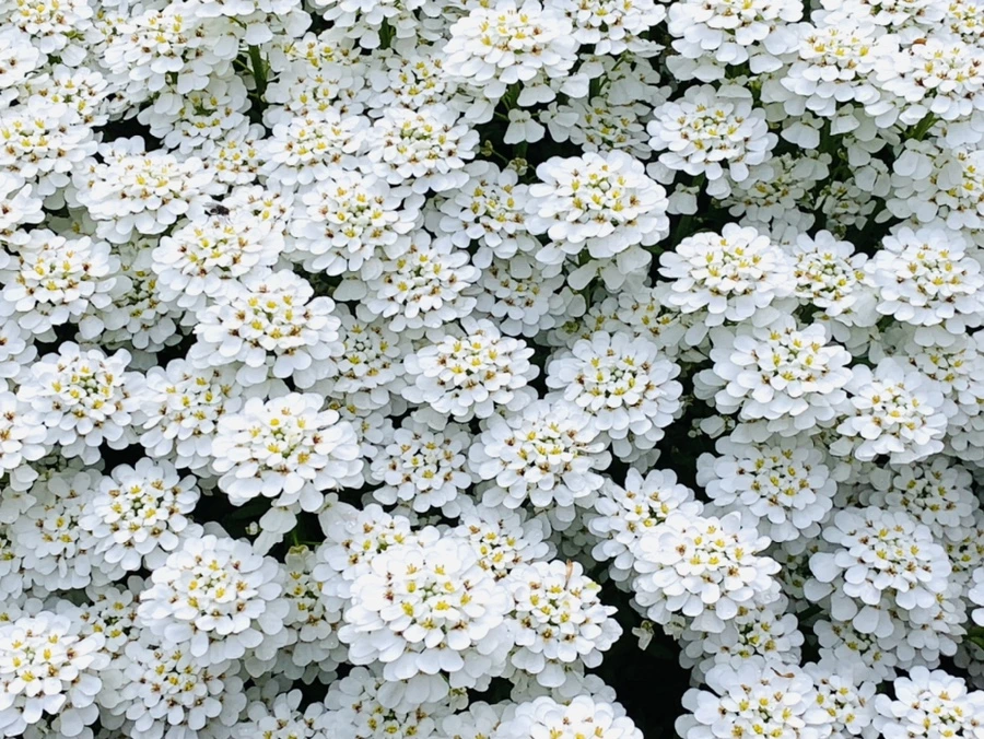 IMG_3989.jpg?type=w966