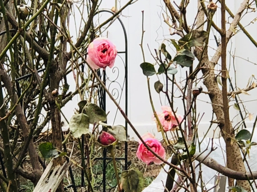 IMG_9081.jpg?type=w966