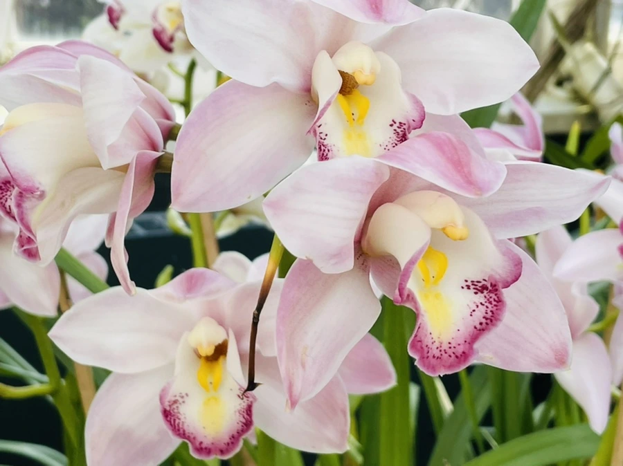 IMG_4455.jpg?type=w966