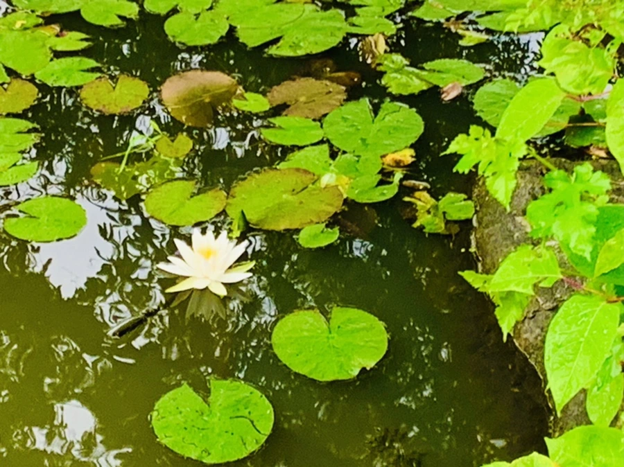 IMG_4644.jpg?type=w966