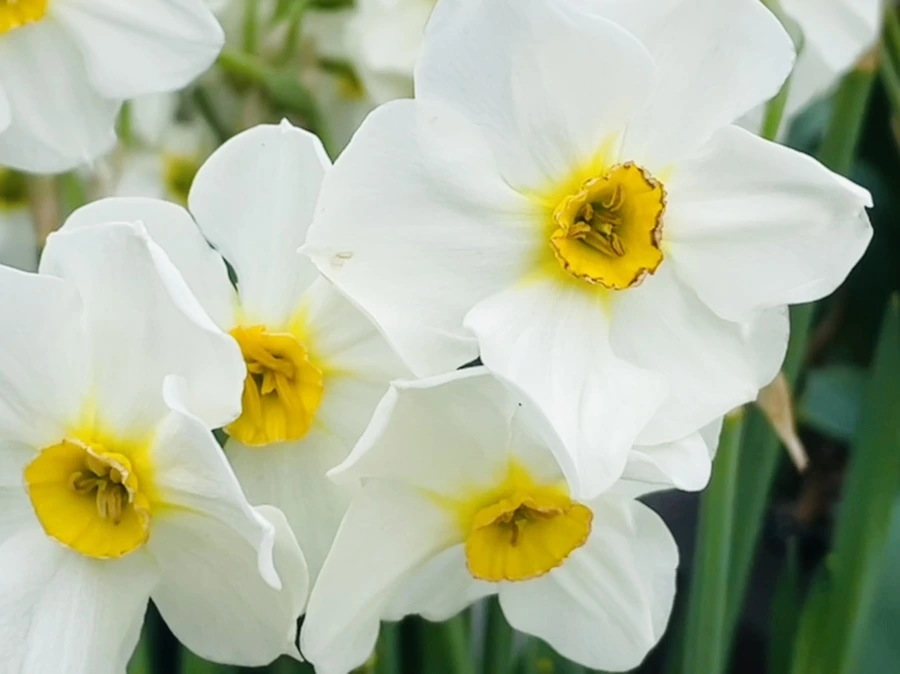 IMG_1412.jpg?type=w966