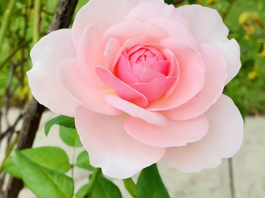 IMG_5991.jpg?type=w966