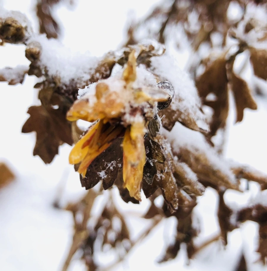 IMG_3443.jpg?type=w966