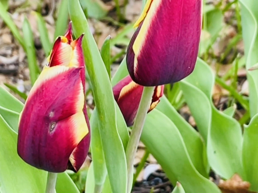 IMG_1308.jpg?type=w966