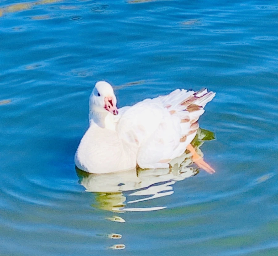 IMG_8939.jpg?type=w966