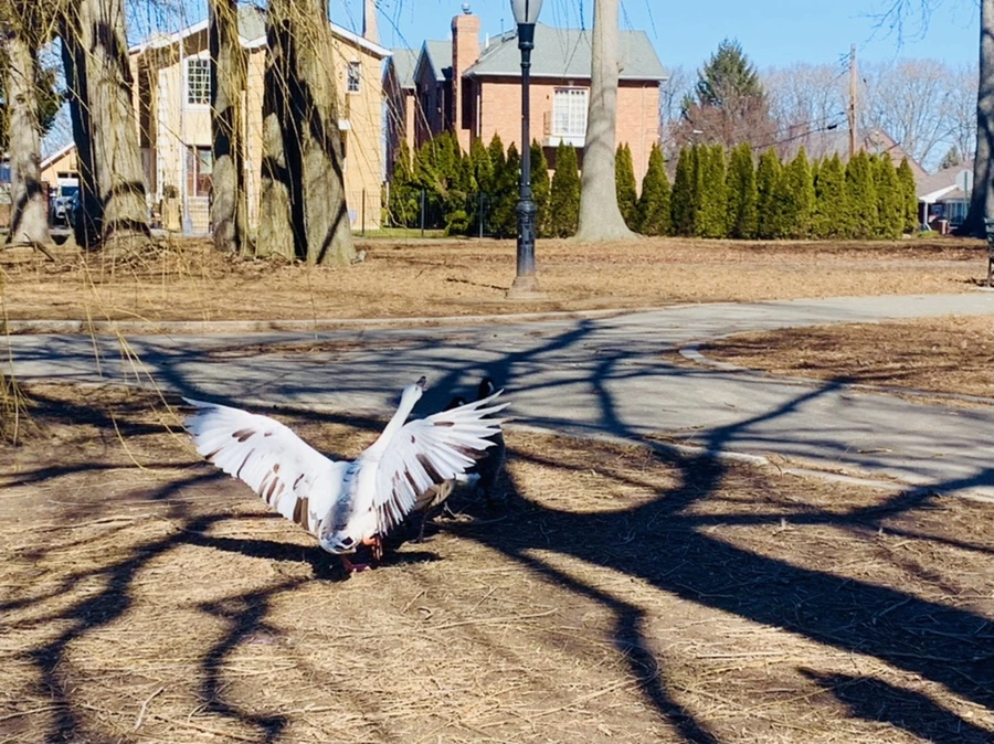 IMG_6822.jpg?type=w966