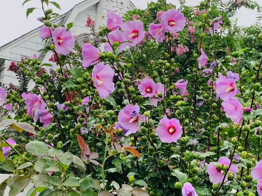 IMG_3821.jpg?type=w966