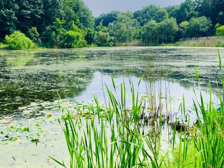 IMG_1214.jpg?type=w966