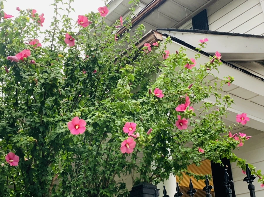 IMG_3650.jpg?type=w966