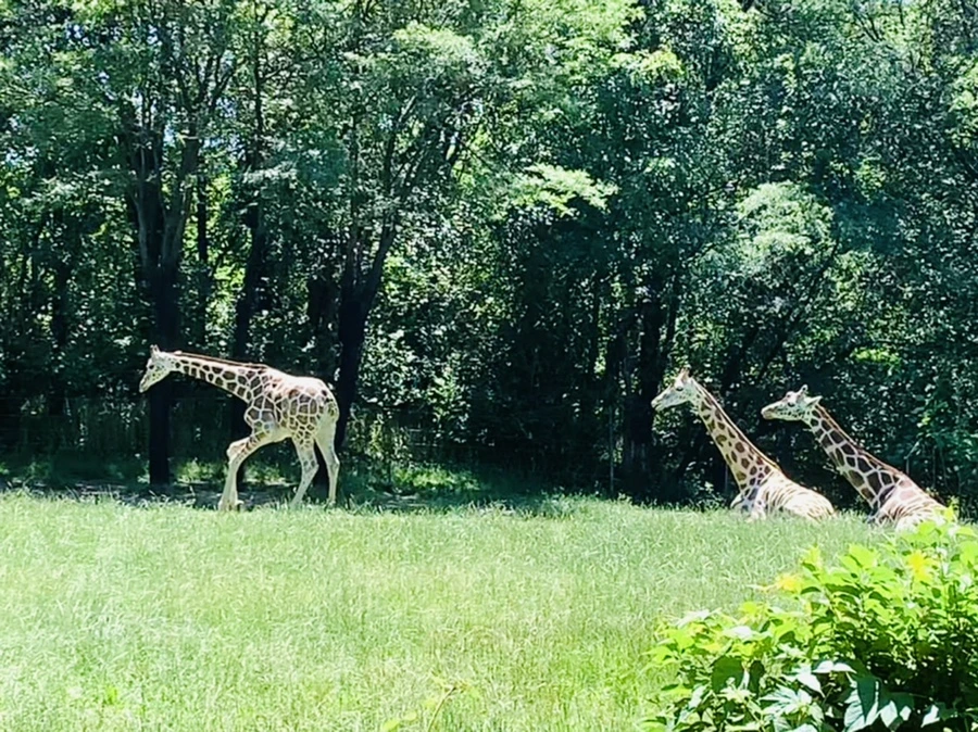 IMG_4229.jpg?type=w966