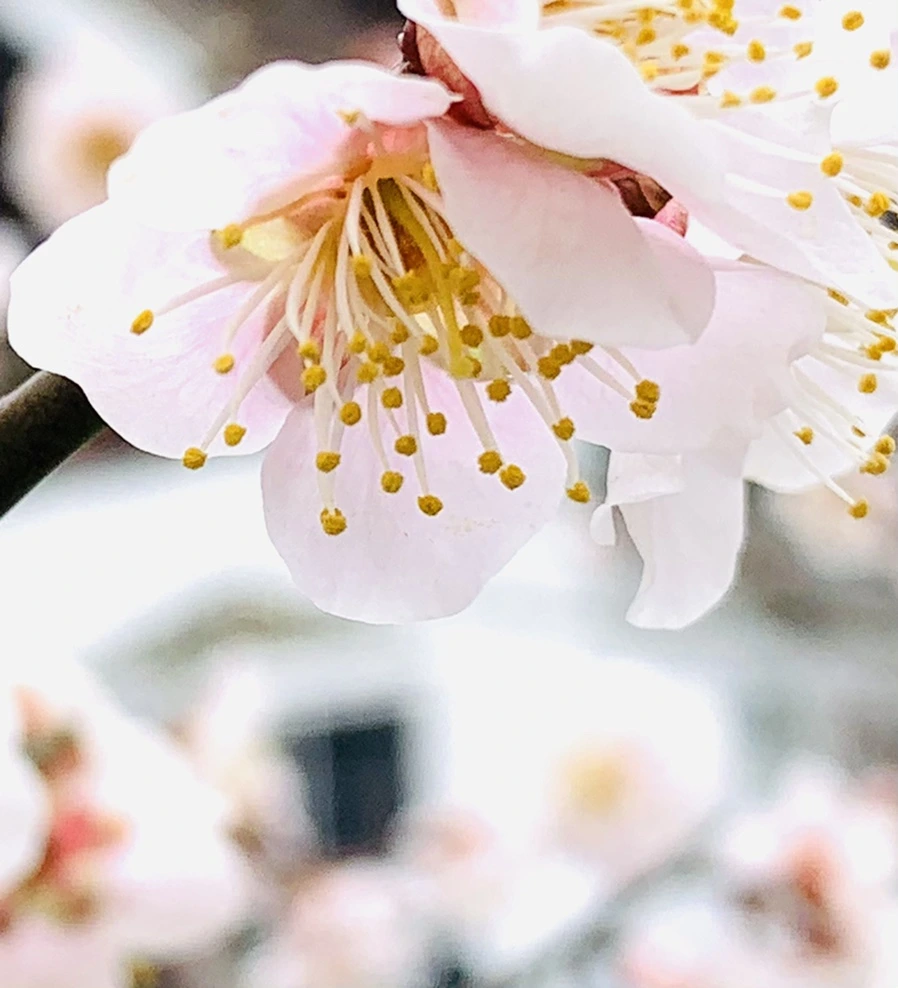 IMG_1704.jpg?type=w966