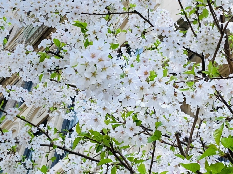 IMG_0081.jpg?type=w966