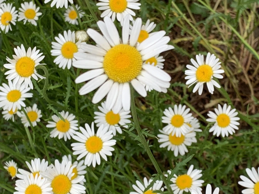 IMG_4901.jpg?type=w966