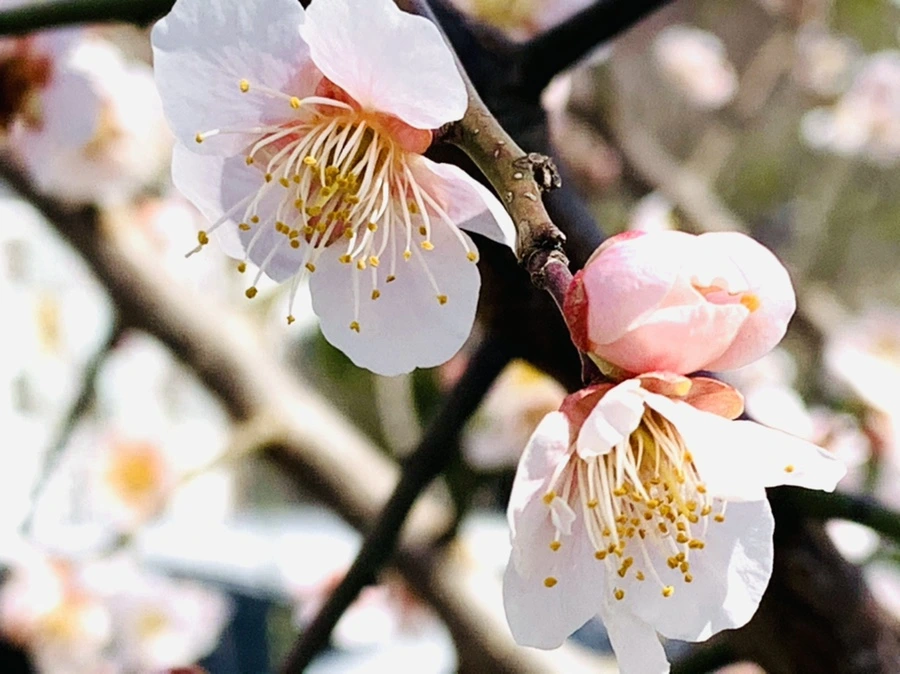 IMG_1035.jpg?type=w966