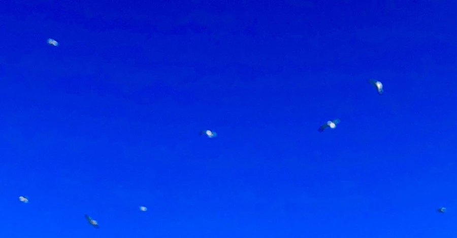 IMG_7861.jpg?type=w966