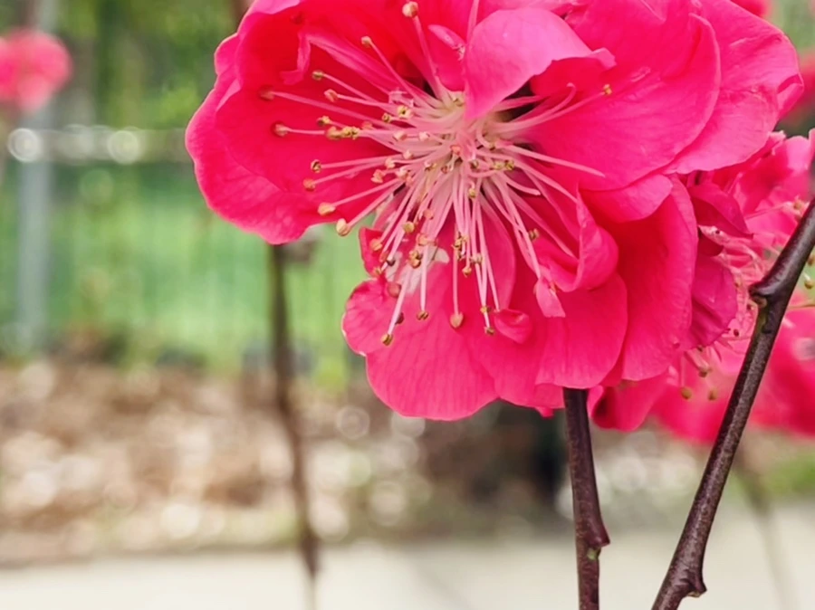 IMG_1272.jpg?type=w966