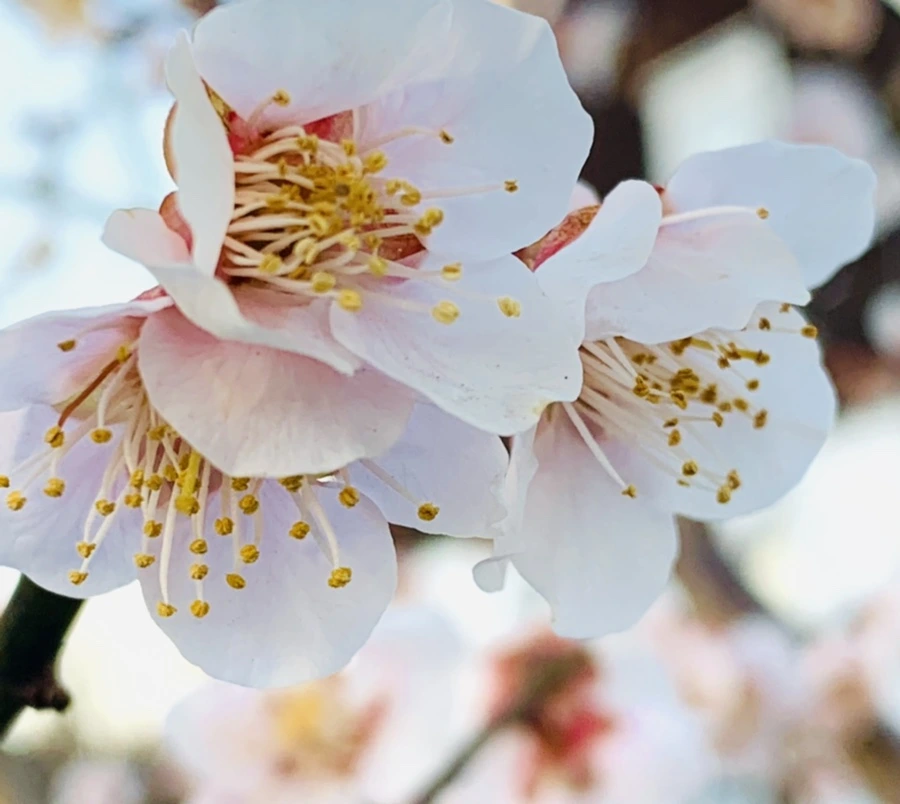 IMG_2247.jpg?type=w966