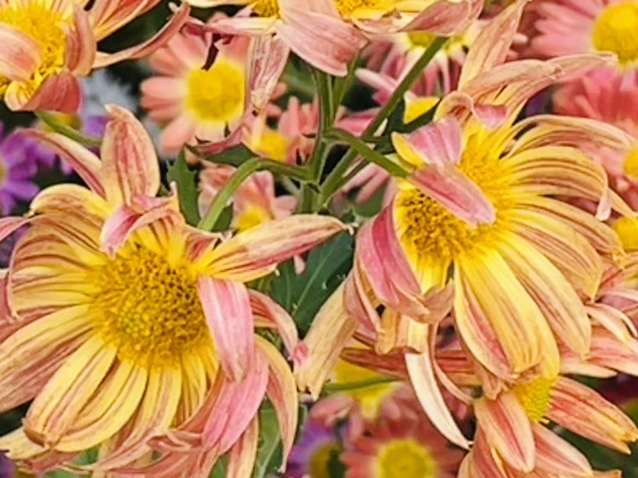 IMG_1192.jpg?type=w966