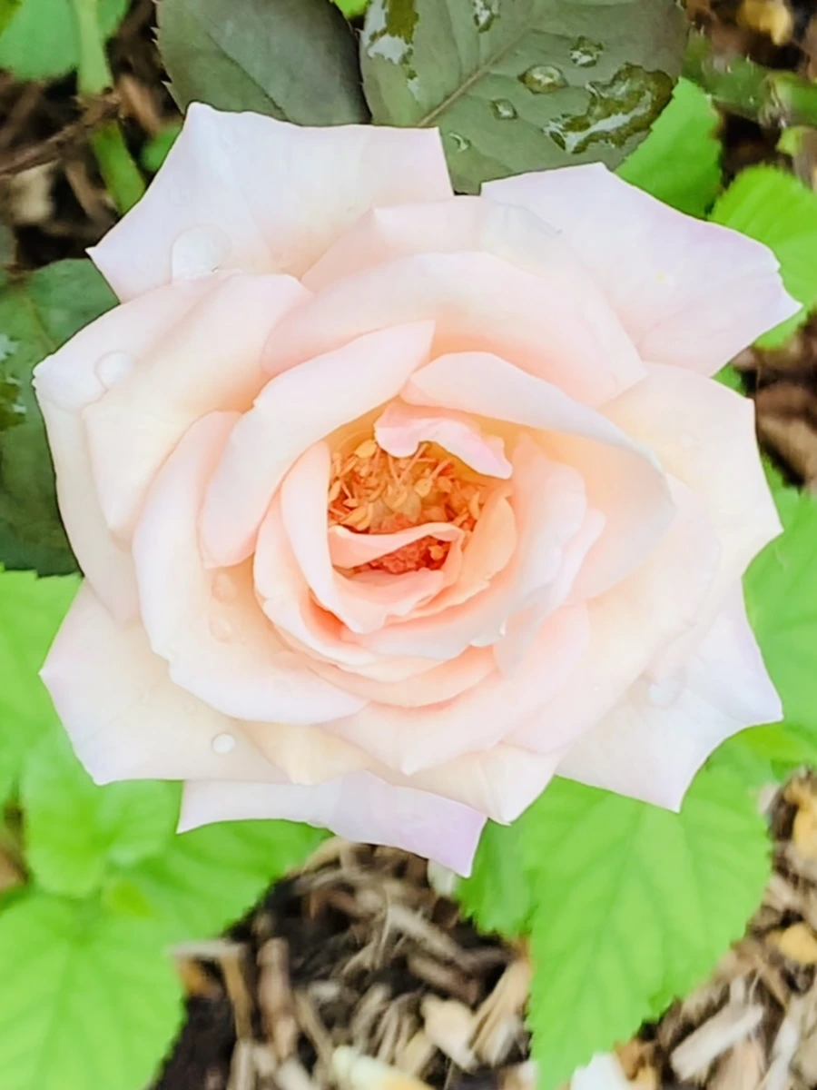 IMG_6965.jpg?type=w966