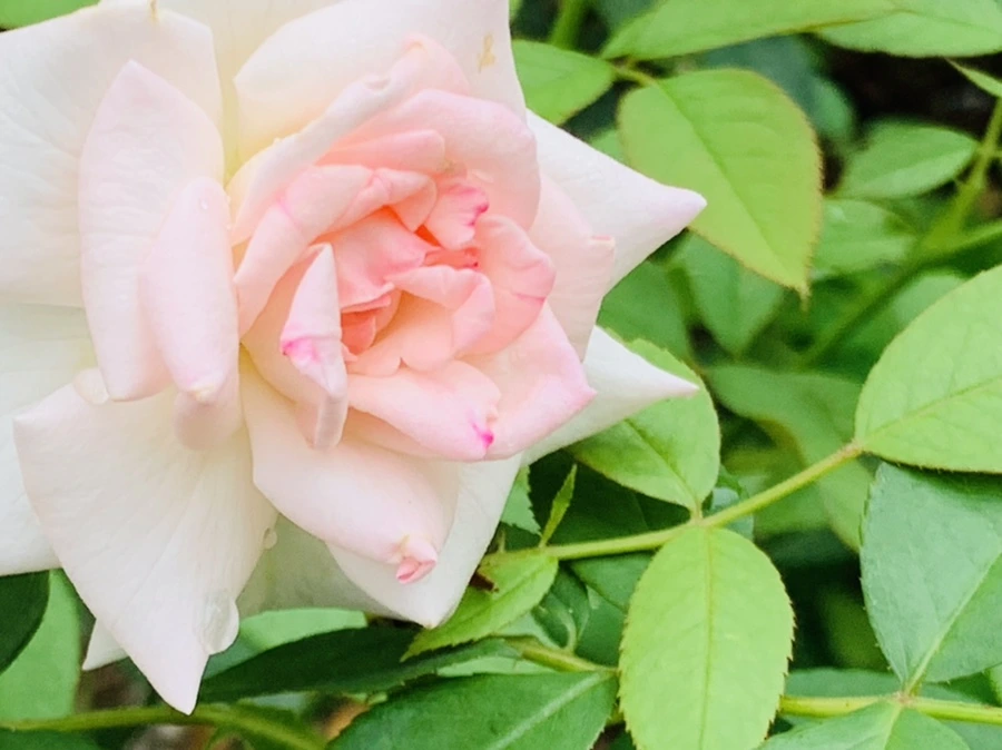 IMG_6968.jpg?type=w966