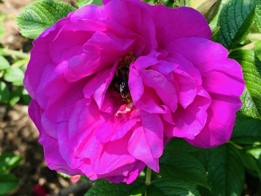 IMG_4184.jpg?type=w966