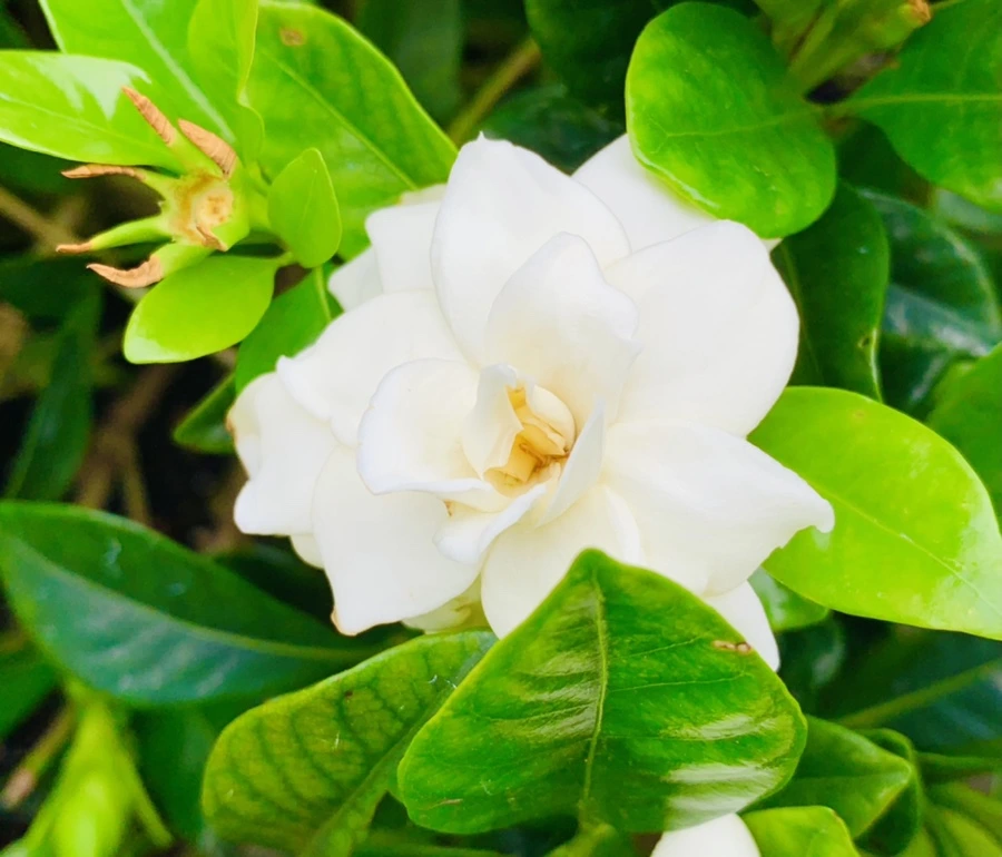 IMG_5394.jpg?type=w966