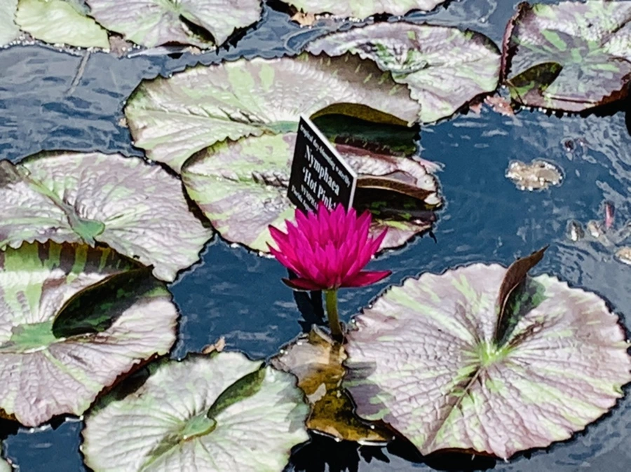 IMG_9024.jpg?type=w966