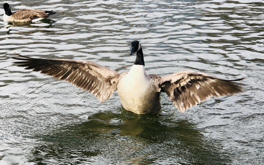 IMG_3623.jpg?type=w966