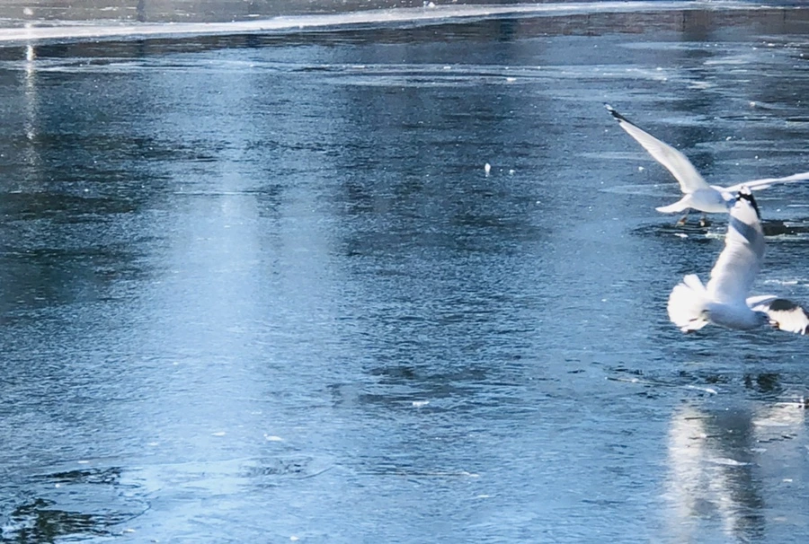 IMG_7965.jpg?type=w966