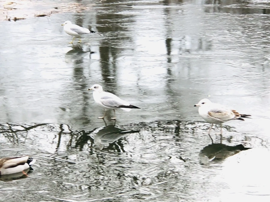 IMG_8912.jpg?type=w966