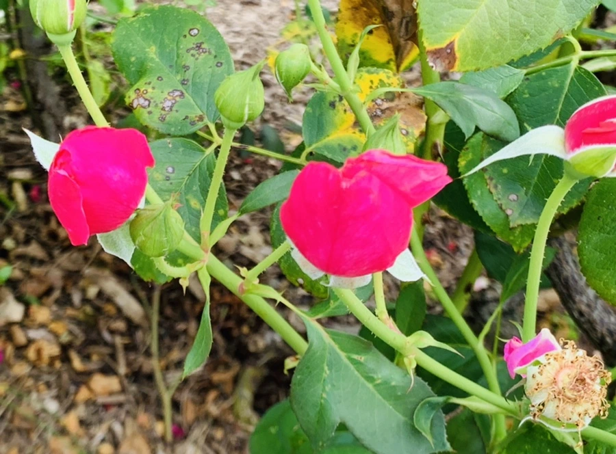 IMG_5049.jpg?type=w966