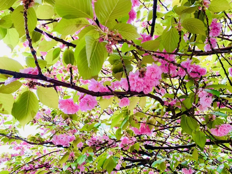 IMG_9473.jpg?type=w966