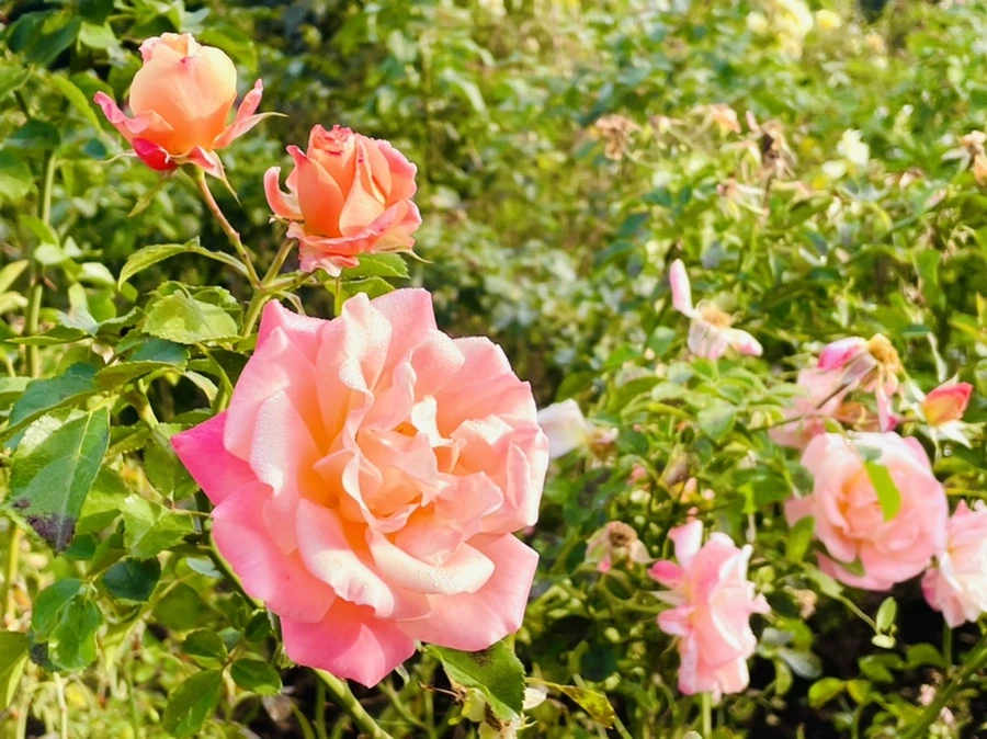 IMG_0994.jpg?type=w966