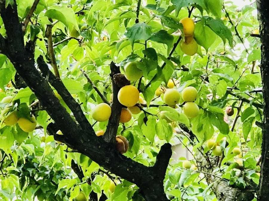 IMG_1207.jpg?type=w966