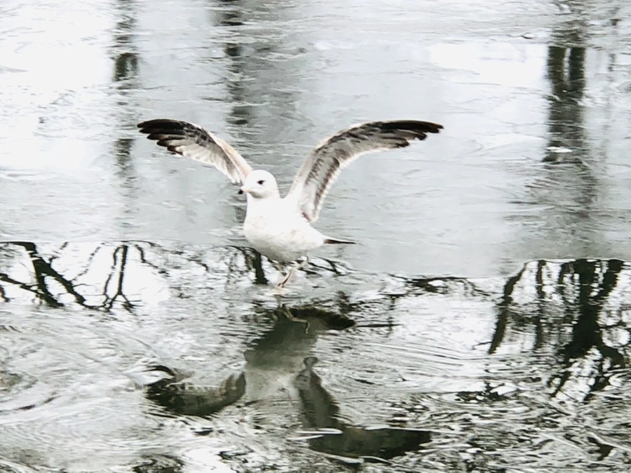 IMG_8985.jpg?type=w966