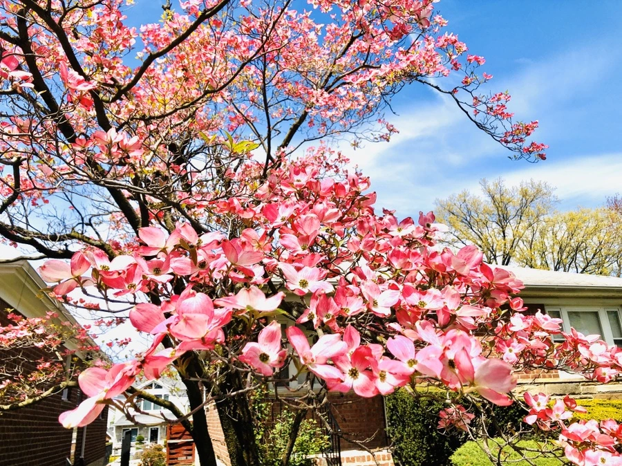 IMG_7218.jpg?type=w966