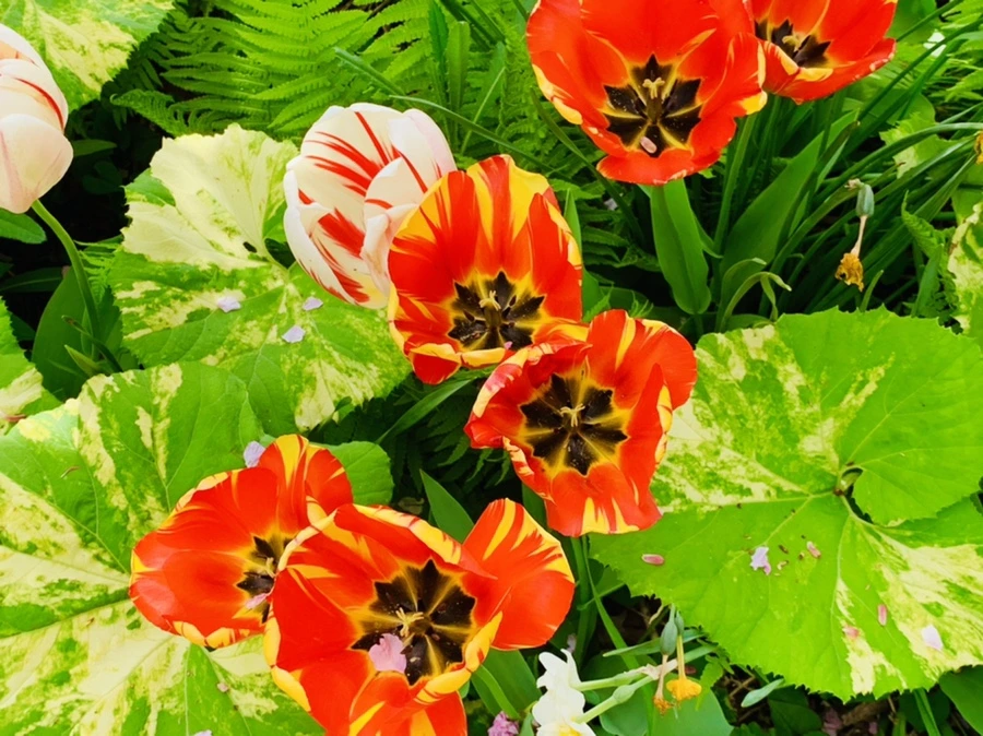 IMG_6871.jpg?type=w966