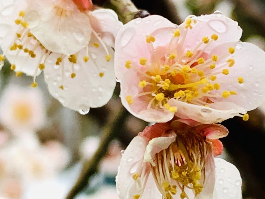 IMG_1916.jpg?type=w966