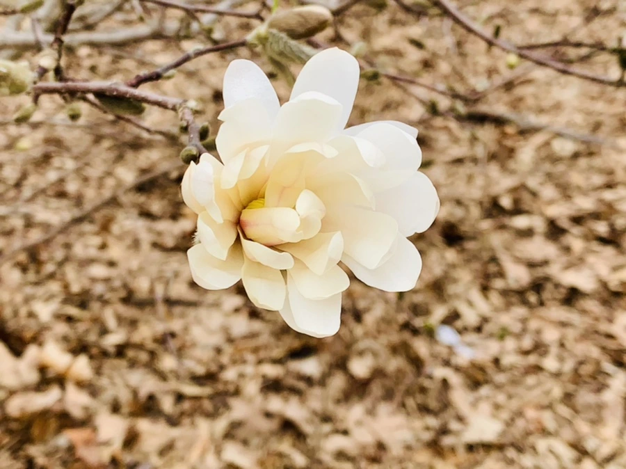 IMG_6033.jpg?type=w966