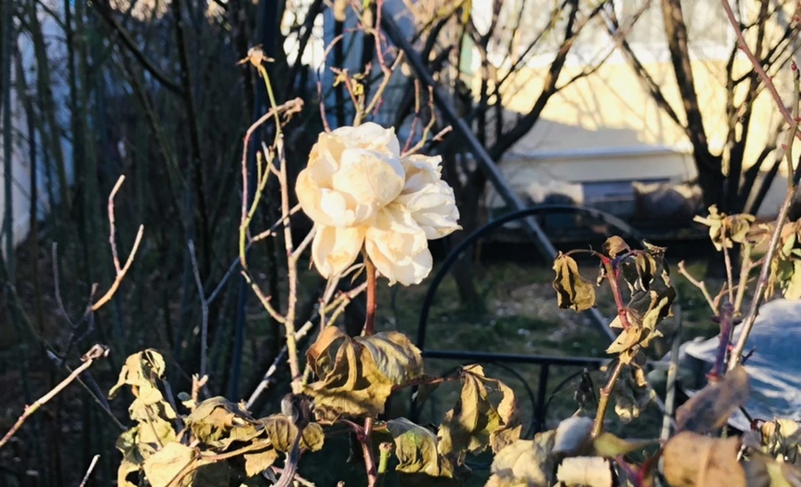 IMG_1181.jpg?type=w966