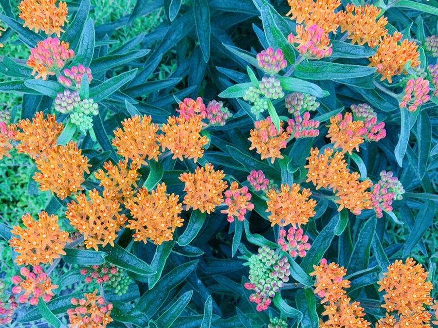 IMG_3943.jpg?type=w966