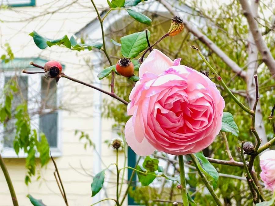 IMG_6193.jpg?type=w966