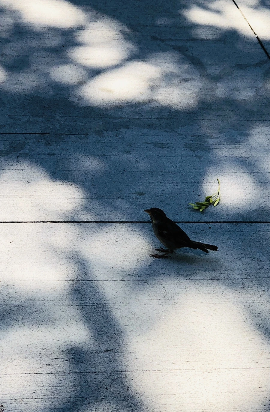 IMG_3487.jpg?type=w966