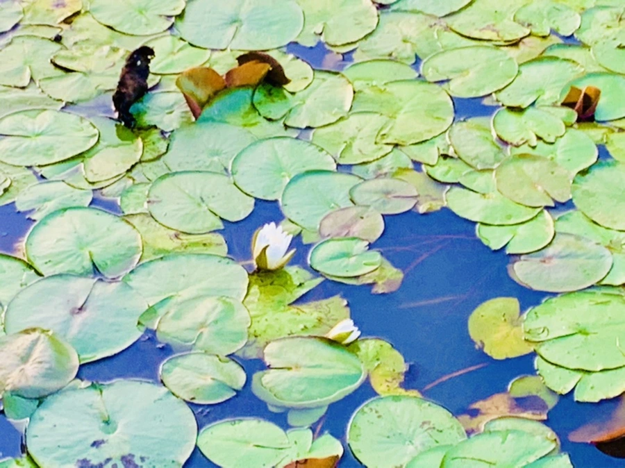 IMG_5547.jpg?type=w966