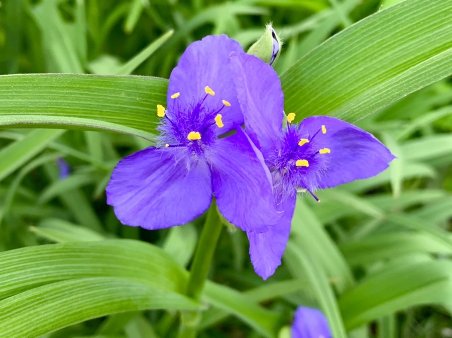 IMG_3525.jpg?type=w966