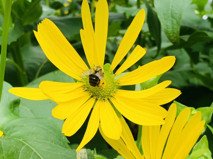 IMG_1087.jpg?type=w966